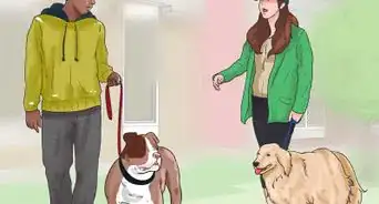 Hold a Dog's Leash