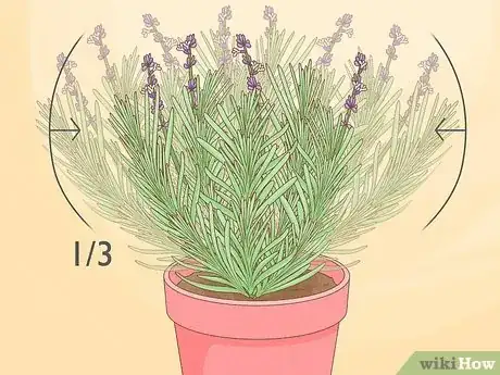 Image titled Divide a Lavender Plant Step 2