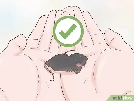 Image titled Care for a Baby Wild Mouse Step 3