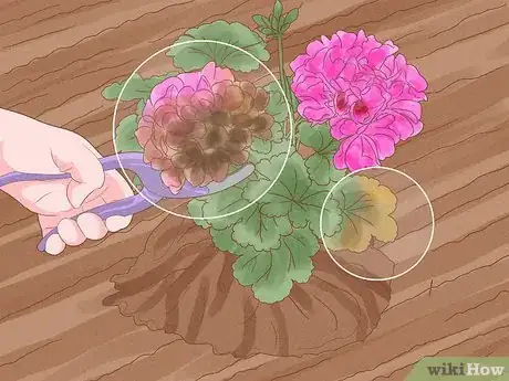 Image titled Grow Geraniums Step 10