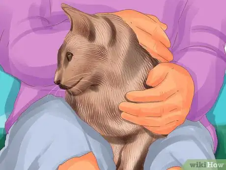 Image titled Identify a Siamese Cat Step 7