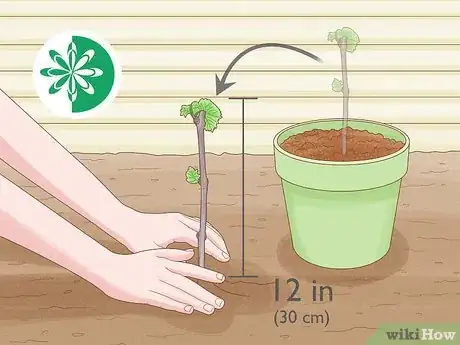 Image titled Grow Grape Vine Cuttings Step 12