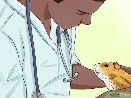 Image titled Diagnose Heatstroke in Guinea Pigs Step 11