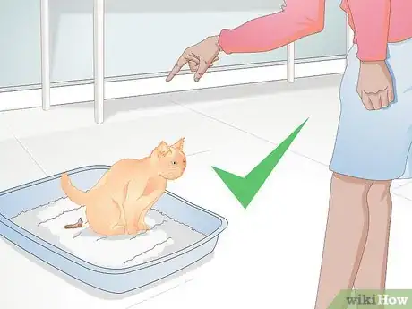 Image titled Bring a New Cat or Kitten Home Step 13