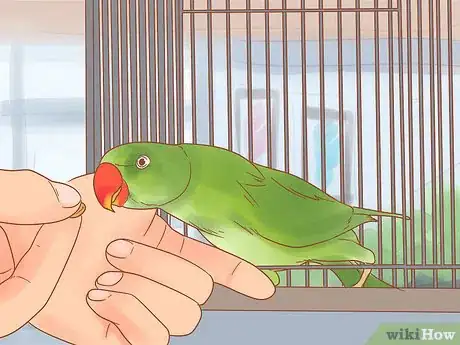 Image titled Care for a Parrot Step 15