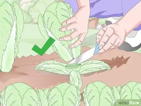 Image titled Plant Chinese Cabbage Step 13