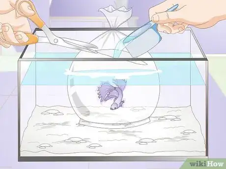 Image titled Acclimate Your Betta Step 6
