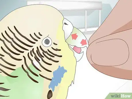 Image titled Get Rid of Mites on Budgies Step 12