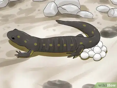 Image titled Catch a Salamander Step 13