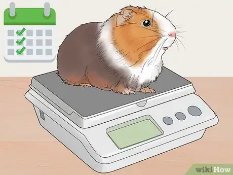 Image titled Get Your Guinea Pig to Lose Weight Step 1