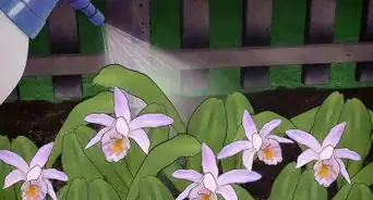 Water Orchids