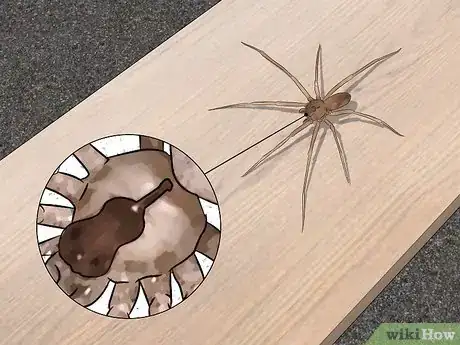 Image titled Identify a Brown Recluse Step 2