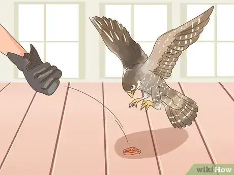 Image titled Train Your First Falcon Step 4