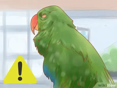 Image titled Care for a Parrot Step 12