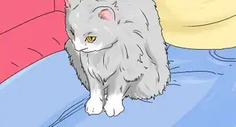 Identify a Siberian Cat