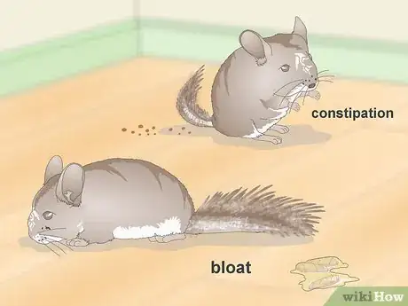 Image titled Deal with Bloat in Chinchillas Step 3