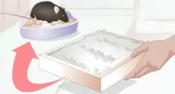 Litterbox Train Your Rat