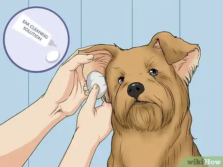 Image titled Wash a Dog's Face Step 12