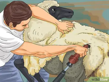 Image titled Care for Sheep Step 13Bullet2