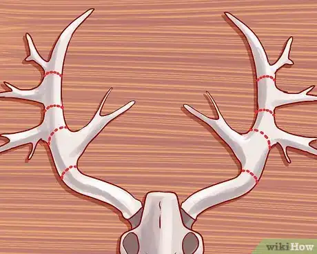 Image titled Score Deer Antlers Step 13