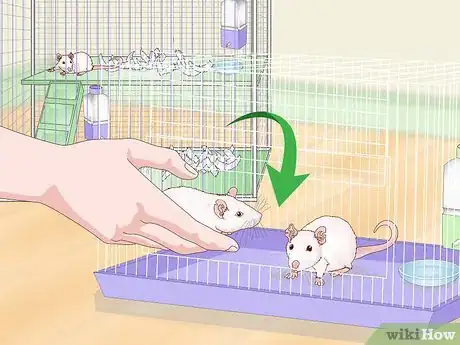 Image titled Stop Pet Mice from Fighting Step 10