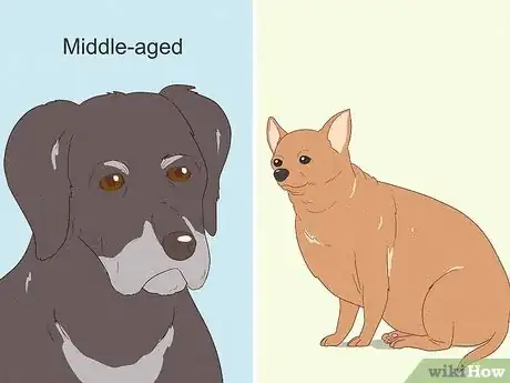 Image titled Remove a Tumor on a Dog at Home Step 1