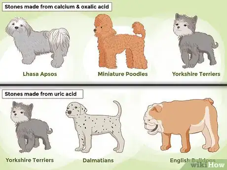 Image titled Prevent Kidney Stones in Dogs Step 12