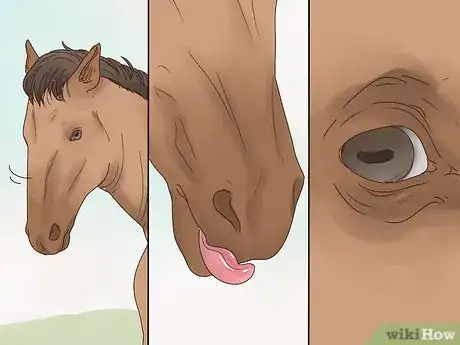 Image titled Talk to Your Horse Step 2