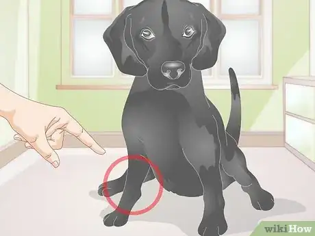 Image titled Take a Dog's Blood Pressure Step 5