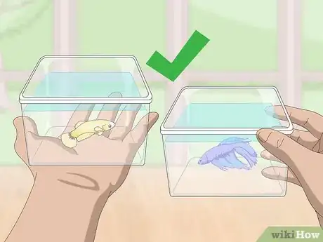 Image titled Selectively Breed Betta Fish Step 2