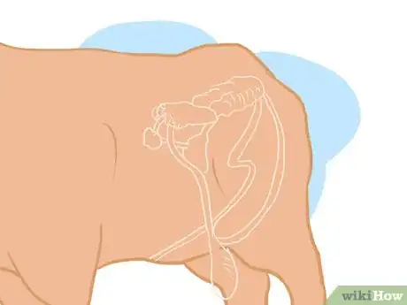 Image titled Collect Semen from a Bull for a Breeding Soundness Exam Step 6