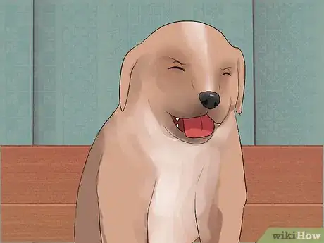 Image titled Get Rid of Dog Hiccups Step 3