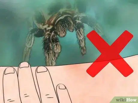 Image titled Pick up a Tarantula Step 7