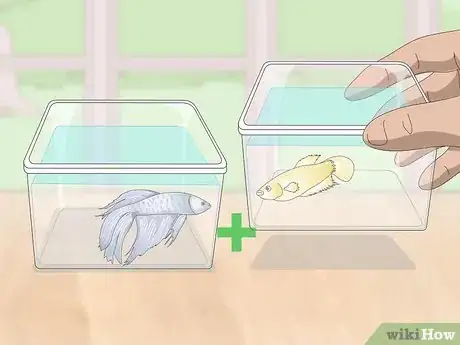 Image titled Selectively Breed Betta Fish Step 5