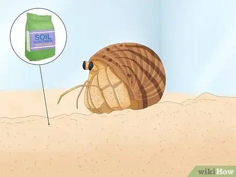 Image titled Buy a Pet Hermit Crab Step 9