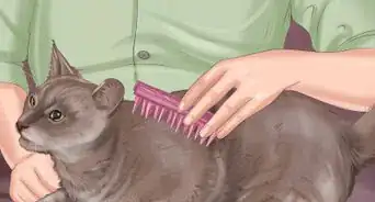 Show Affection to a Cat