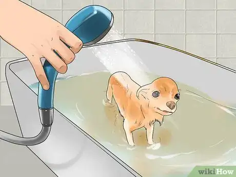 Image titled Take Care of a Teacup Chihuahua Step 9