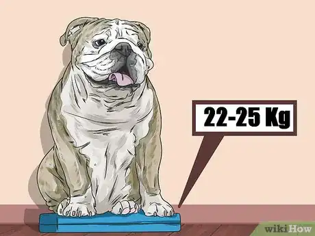Image titled Clean a Bulldog's Face Folds Step 13