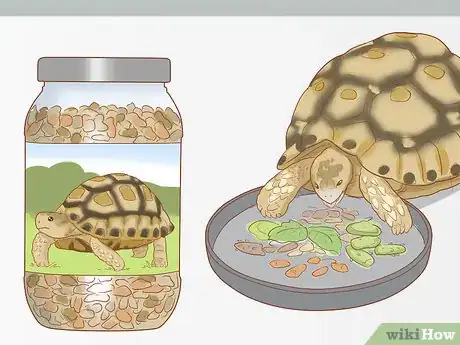 Image titled Care for a Leopard Tortoise Step 12