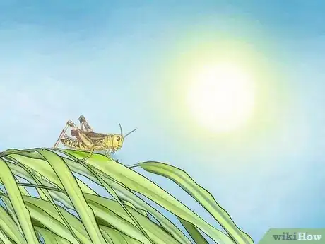 Image titled Take Care of a Grasshopper Step 1