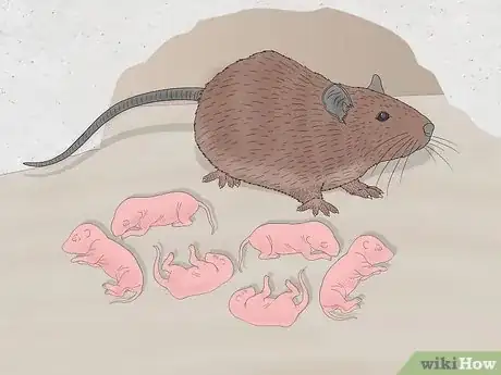 Image titled How Many Babies Do Mice Have Step 1