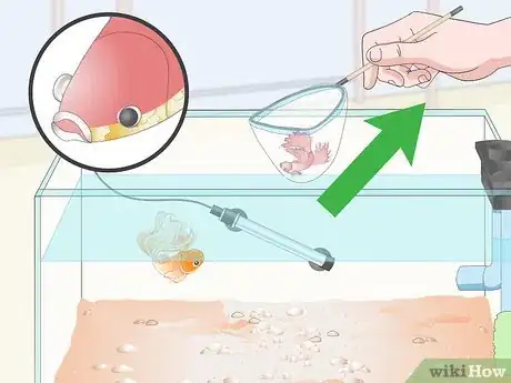 Image titled Prevent and Treat Popeye in Betta Fish Step 7