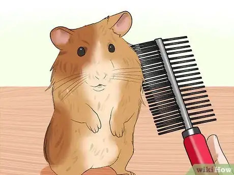 Image titled Groom a Syrian Hamster Step 6