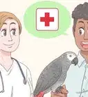 Choose an African Grey Parrot