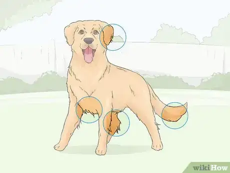 Image titled Identify a Golden Retriever Step 8