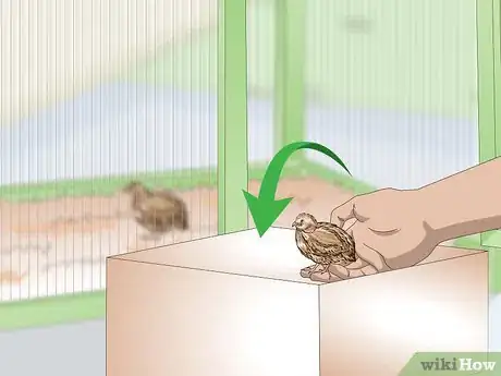 Image titled Clean and Maintain a Button Quail Cage Step 2