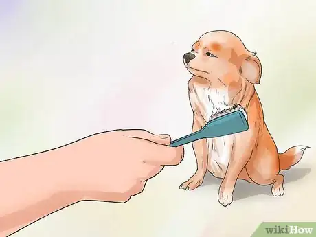 Image titled Take Care of a Teacup Chihuahua Step 8