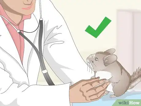 Image titled Deal with Bloat in Chinchillas Step 6