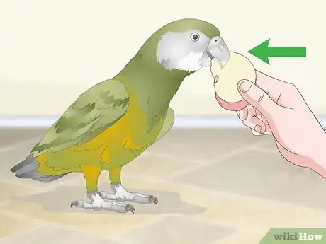 Image titled Apply Eye Drops in a Parrot's Eye Step 11