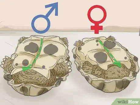 Image titled Tell If a Turtle Is Male or Female Step 2